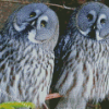 Aesthetic Owl Couple Diamond Painting