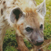 Aesthetic Spotted Hyena Animal Diamond Painting