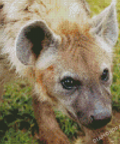 Aesthetic Spotted Hyena Animal Diamond Painting