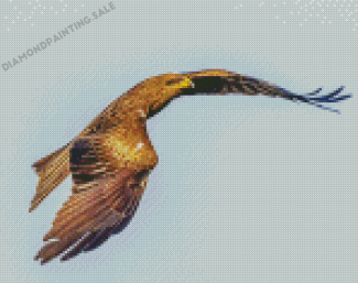 Flying Indian Spotted Eagle Diamond Painting