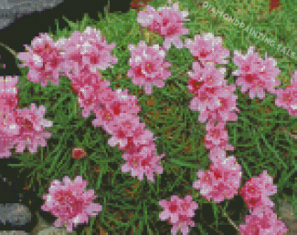 Pink Coastal Flowers Diamond Painting