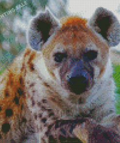 Spotted Hyena Diamond Painting