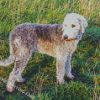 Bedlington Dog Diamond Painting