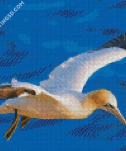 Gannet Bird diamond painting