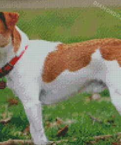 Dog Jack Russell Terrier Diamond Painting