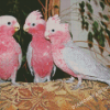 Grey And Pink Cockatoo Birds Diamond Painting