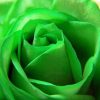 Aesthetic Green Rose Diamond Painting