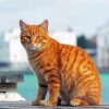 Aesthetic Orange Tabby Cat Diamond Painting