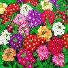 Colorful Flowers Verbena Diamond Painting