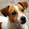 Cute Jack Russell Terrier Diamond Painting