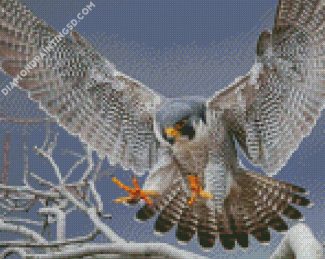 Flying Falcon diamond painting