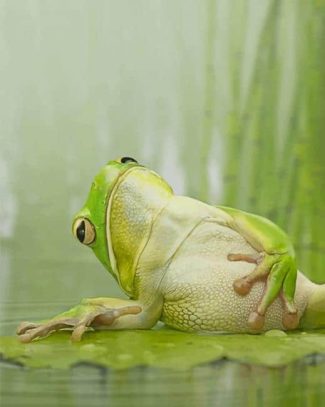 Frog Chilling On A Lilly Pad Diamond Painting