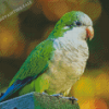 Quaker Parrot Bird Diamond Painting