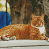 Cute Orange Tabby Cat Diamond Painting