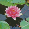 Pink Lotus Blossom Diamond Painting