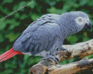 African Grey Parrot Diamond Painting