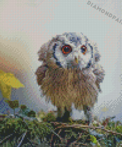 Baby Owl Bird Diamond Painting