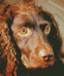 Boykin Spaniel Dog Diamond Painting