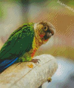 Green Cheeked Parakeet Bird Diamond Painting
