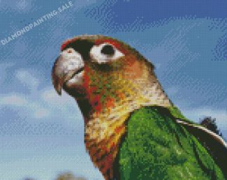 Green Cheeked Parakeet Face Diamond Painting