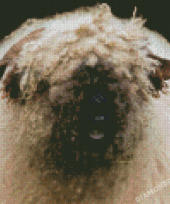 Valais Blacknose Sheep Diamond Painting