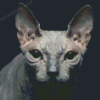 Beautiful Hairless Cat Diamond Painting