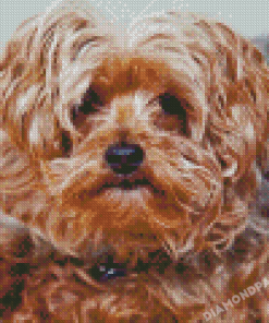 Brown Yorkiepoo Dog Diamond Painting