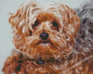 Brown Yorkiepoo Dog Diamond Painting
