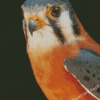 Close Up Kestrel Bird Diamond Painting