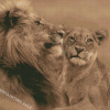 Lion And Lioness Diamond Painting