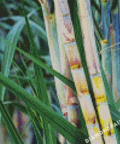 Sugarcane Plant Diamond Painting