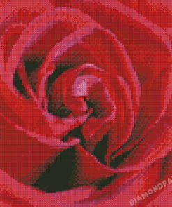 Wonderful Rose Flower Close Up Diamond Painting