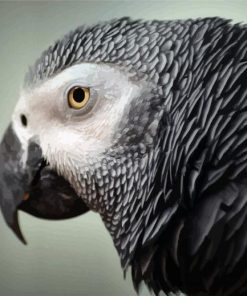 African Grey Parrot Head Diamond Painting