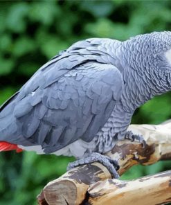 African Grey Parrot Diamond Painting