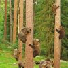 Bears Trees Climbers Diamond Painting