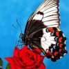Butterfly Rose Diamond Painting