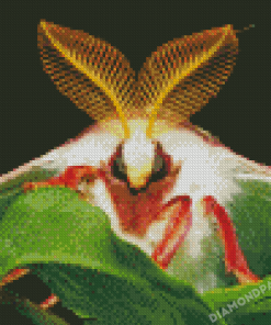 Close Up Luna Moth Diamond Painting