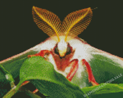 Close Up Luna Moth Diamond Painting