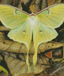 Luna Moth On Leaves Diamond Painting