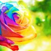 Rainbow Colorful Rose Flower Diamond Painting