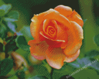 Adorable Peach Roses Diamond Painting