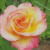 Adorable Yellow And Pink Roses Diamond Painting
