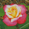 Aesthetic Yellow And Pink Roses Diamond Painting