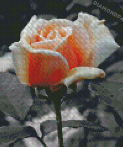 Black And White Peach Roses Diamond Painting