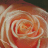 Close Up Peach Roses With Waterdrop Diamond Painting