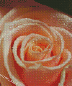 Close Up Peach Roses With Waterdrop Diamond Painting