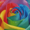 Rainbow Rose Flower Diamond Painting