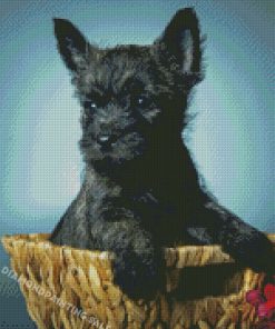 Black Cairn Terrier In Basket Diamond Painting