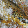 Brown Trout Fish In Water Diamond Painting