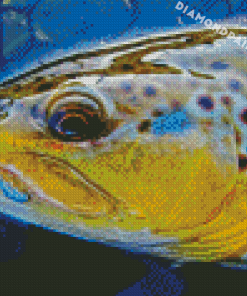 Close Up Brown Trout Fish Diamond Painting
